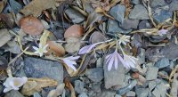 Colchicum troodi